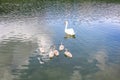 Rear view of an adult white swan swimming peacefully with five young swans on lake Royalty Free Stock Photo