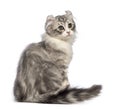 Rear view of an American Curl kitten, 3 months old, sitting and looking back Royalty Free Stock Photo