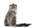 Rear view of an American Curl kitten, 3 months old, sitting and looking up Royalty Free Stock Photo