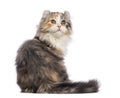 Rear view of an American Curl kitten, 3 months old, sitting and looking up Royalty Free Stock Photo