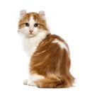 Rear view of an American Curl kitten, 3 months old, sitting and Royalty Free Stock Photo
