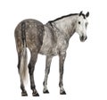 Rear view of an Andalusian, 7 years old, looking back, also known as the Pure Spanish Horse or PRE