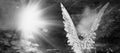 Rear view of an angel with wings in the rays of light. Antique statue. Black and white image Royalty Free Stock Photo