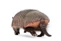 Rear view of Armadillo against white background Royalty Free Stock Photo