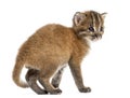 Rear view of an Asian golden cat, Pardofelis temminckii, 4 weeks old