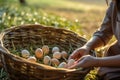 Rear view of Asian women harvesting eggs on an eco friendly farm