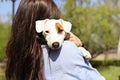 Rear view of attractive young woman hugging cute jack russell terrier puppy in park, green lawn, foliage background. Hipster femal