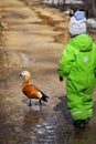 Rear view of baby in green overalls running and playing in spring city park with wild duck Royalty Free Stock Photo