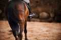 Rear view of a bay horse with a dark long tail and a rider sitting in the saddle, which gallops on a dark day. Horse riding.