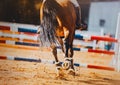 A rear view of a bay horse with shod hooves and a rider in the saddle, which jumps over a high barrier. Equestrian sports and