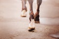 A rear view of a bay horse that steps with shod hooves on asphalt. Equestrian life
