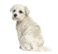 Rear view of a Bichon maltese dog