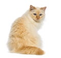 Rear view of a Birman sitting and looking back Royalty Free Stock Photo