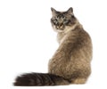 Rear view of a Birman sitting and looking back Royalty Free Stock Photo