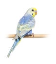 Rear view of a blue rainbow Budgerigar bird on a wooden perch Royalty Free Stock Photo