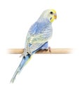 Rear view of a blue rainbow Budgerigar bird on a wooden perch Royalty Free Stock Photo