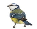 Rear view of a Blue Tit, Cyanistes caeruleus Royalty Free Stock Photo