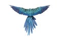 Rear view of a blue-and-yellow macaw, Ara ararauna, flying Royalty Free Stock Photo