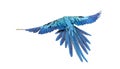 rear view of a blue-and-yellow macaw, Ara ararauna, flying Royalty Free Stock Photo