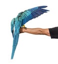 Rear view of a blue-and-yellow macaw, Ara ararauna, flying Royalty Free Stock Photo