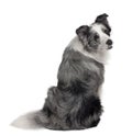 Rear view of Border Collie, sitting Royalty Free Stock Photo