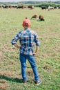 rear view of boy in checkered shirt standing and looking at cows grazing Royalty Free Stock Photo