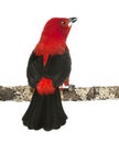 Rear view of a Brazilian Tanager tweeting perched on a branch