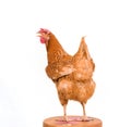 Rear view of brown chicken standing on wood path isolate white Royalty Free Stock Photo