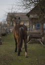 Rear view of a brown horse, long tail.