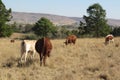 A rear view of brown and white cattle grazing in a long brown grass field in front of lush green pine trees Royalty Free Stock Photo