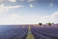 Rear view of carefree little girl standing with arms outstretched amidst vast lavender flower agricultural field against cloudy Royalty Free Stock Photo