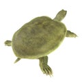 Rear view Chinese soft-shelled turtle on white. 3D illustration