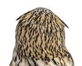 Rear view close-up of a Siberian Eagle Owl - Bubo bubo Royalty Free Stock Photo