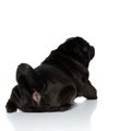 Rear view of a clumsy black pug