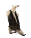 Rear view of Collared Anteater Royalty Free Stock Photo