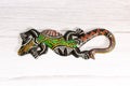 Rear view of a colourful and decorative lizard on a wooden gray background with intentional selective focus and shallow depth of