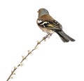 Rear view of a Common Chaffinch perched on branch Royalty Free Stock Photo