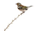 Rear view of a Common Chaffinch perched on branch Royalty Free Stock Photo