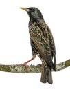 Rear view of a Common Starling perching on a branch