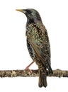 Rear view of a Common Starling perching on a branch