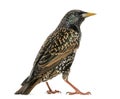 Rear view of a Common Starling, Sturnus vulgaris, isolated