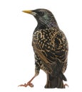 Rear view of a Common Starling, Sturnus vulgaris, isolated