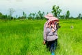 Copy space. A farmer walking in the rice field. Royalty Free Stock Photo