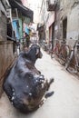 Cow relaxing in a narrow residential alley street In historical Varanasi, India.