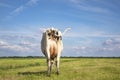 Grazing cow from behind, swinging tail and large udder in a field under a blue sky Royalty Free Stock Photo