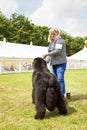 Rear view of cute Newfoundland dog at show. Royalty Free Stock Photo