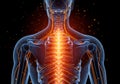 Human Spine and Nervous System with Glowing Red Pain Royalty Free Stock Photo