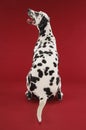 Rear View Of Dalmatian Sitting And Looking Up