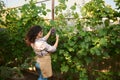 Rear view of a dark-haired woman, vintner standing in rows of vineyard and gathering fresh bunch of grapes. Agribusiness