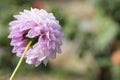 Rear View Devon Mystique Dahlias